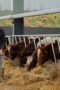 Nonton film Clarkson’s Farm Season 4 Episode 1 terbaru di Dutamovie21