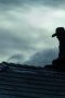 Nonton film 1923 Season 2 Episode 7 terbaru di Dutamovie21
