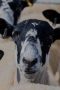 Nonton film Clarkson’s Farm Season 5 Episode 2 terbaru di Dutamovie21
